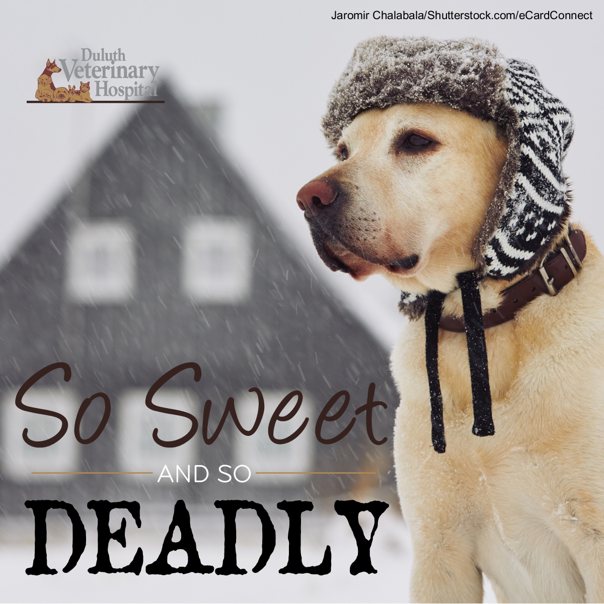 So Sweet and So Deadly