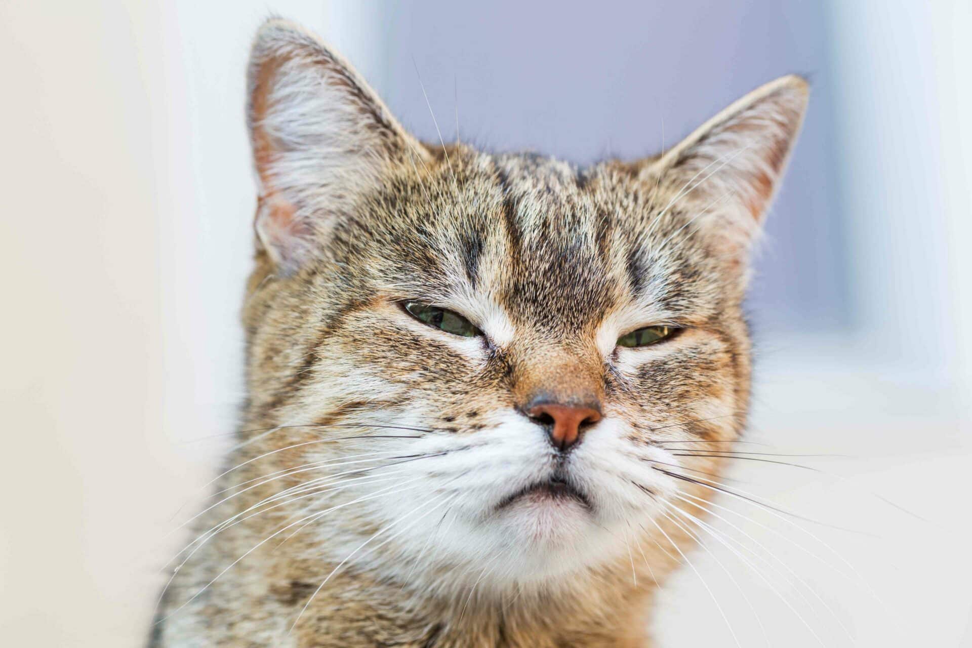 3 Signs Your Pet May Be in Pain