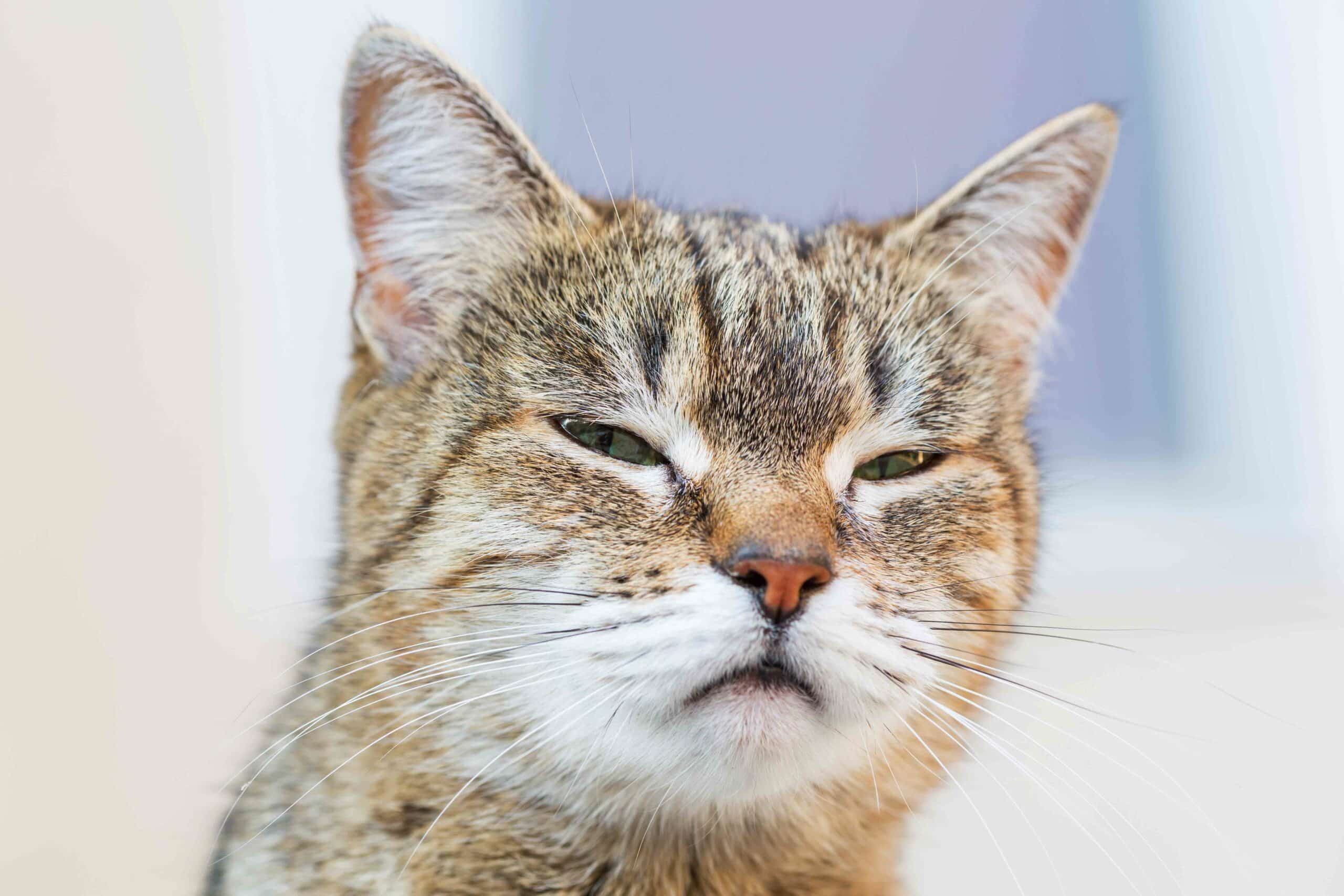 3 Signs Your Pet May Be in Pain