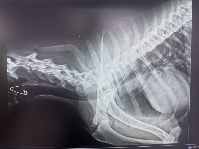 Can you see the foreign body in the pet's throat?