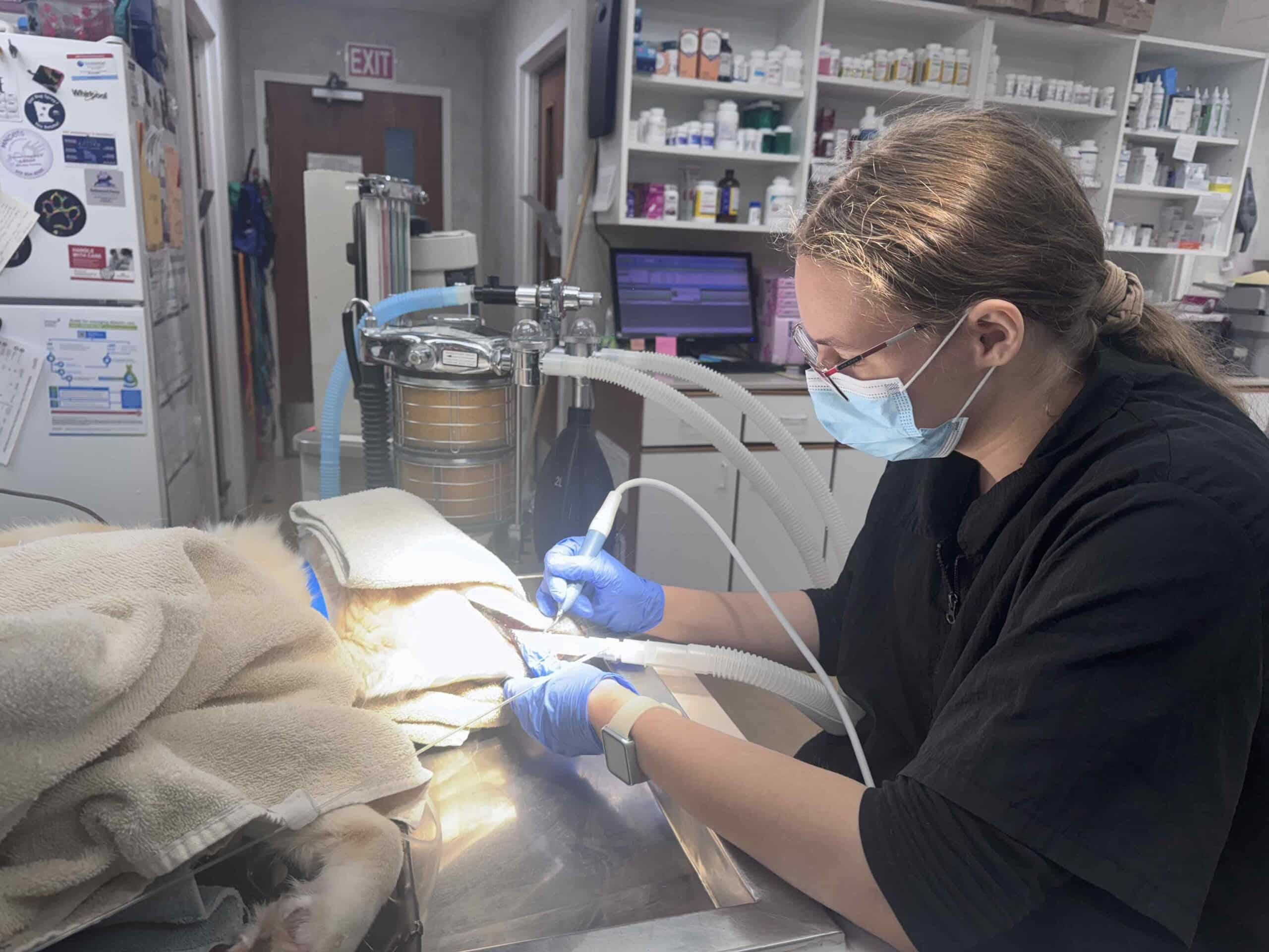 Pet Dentistry in Duluth, MN