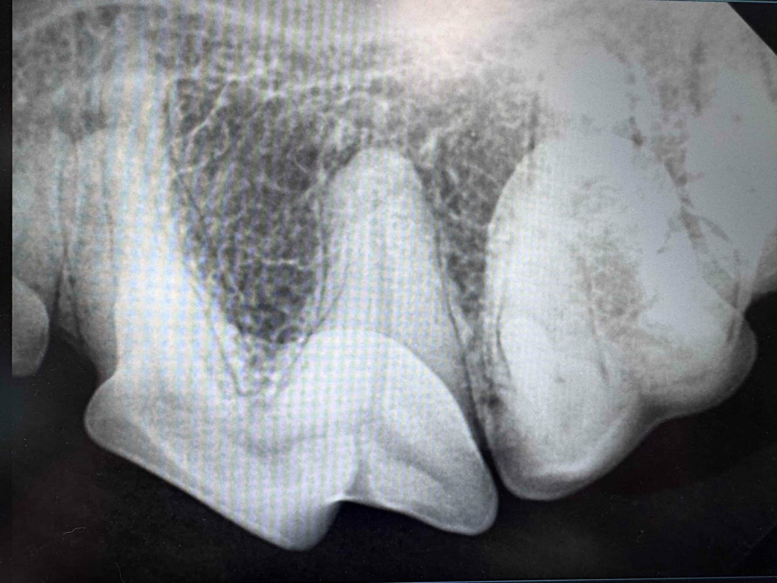 Spot the Signs Before They Hurt Pets are experts at hiding discomfort. Some signs that may indicate a dental prob