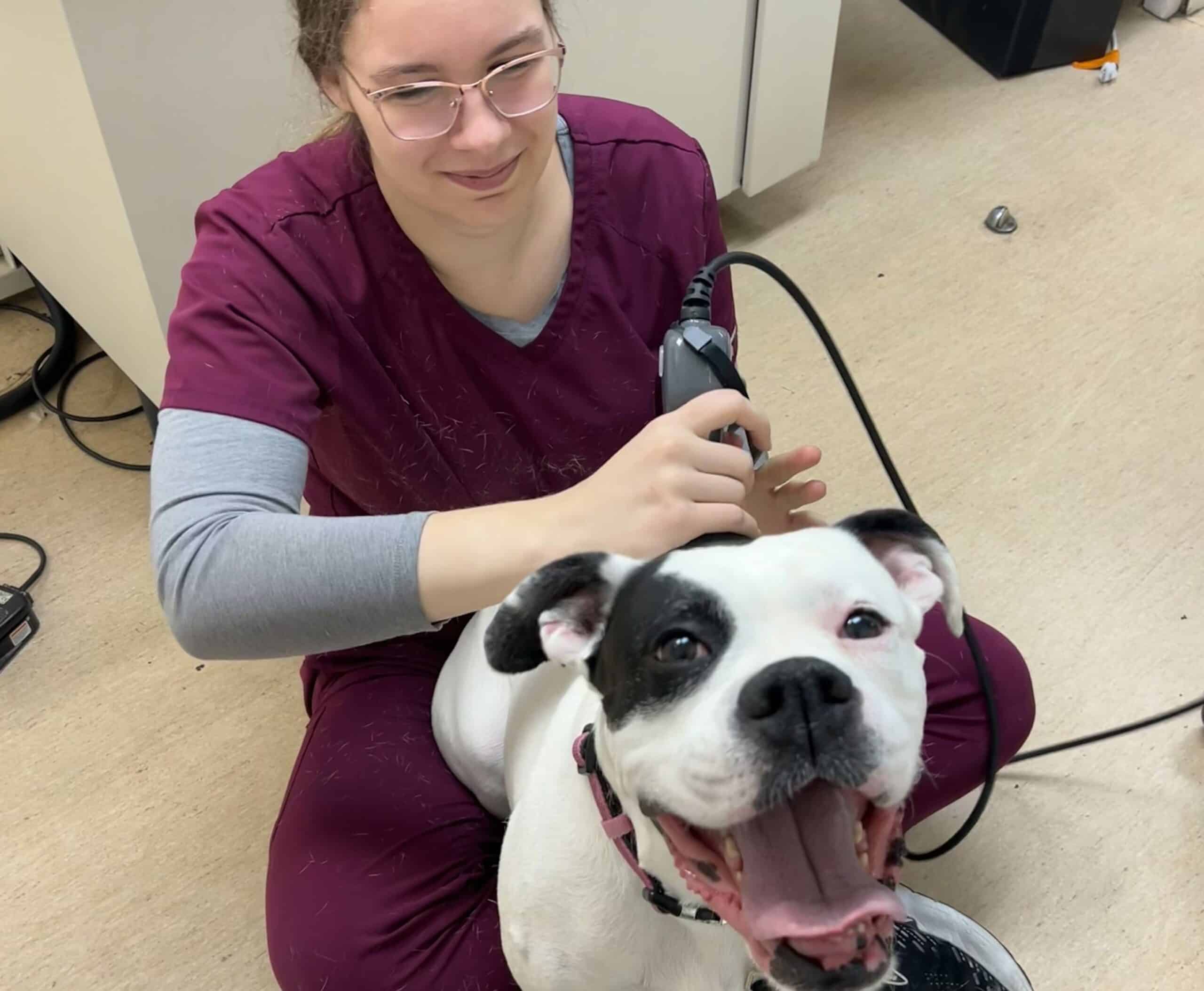 Take the Next Step Toward Your Pet’s Comfort