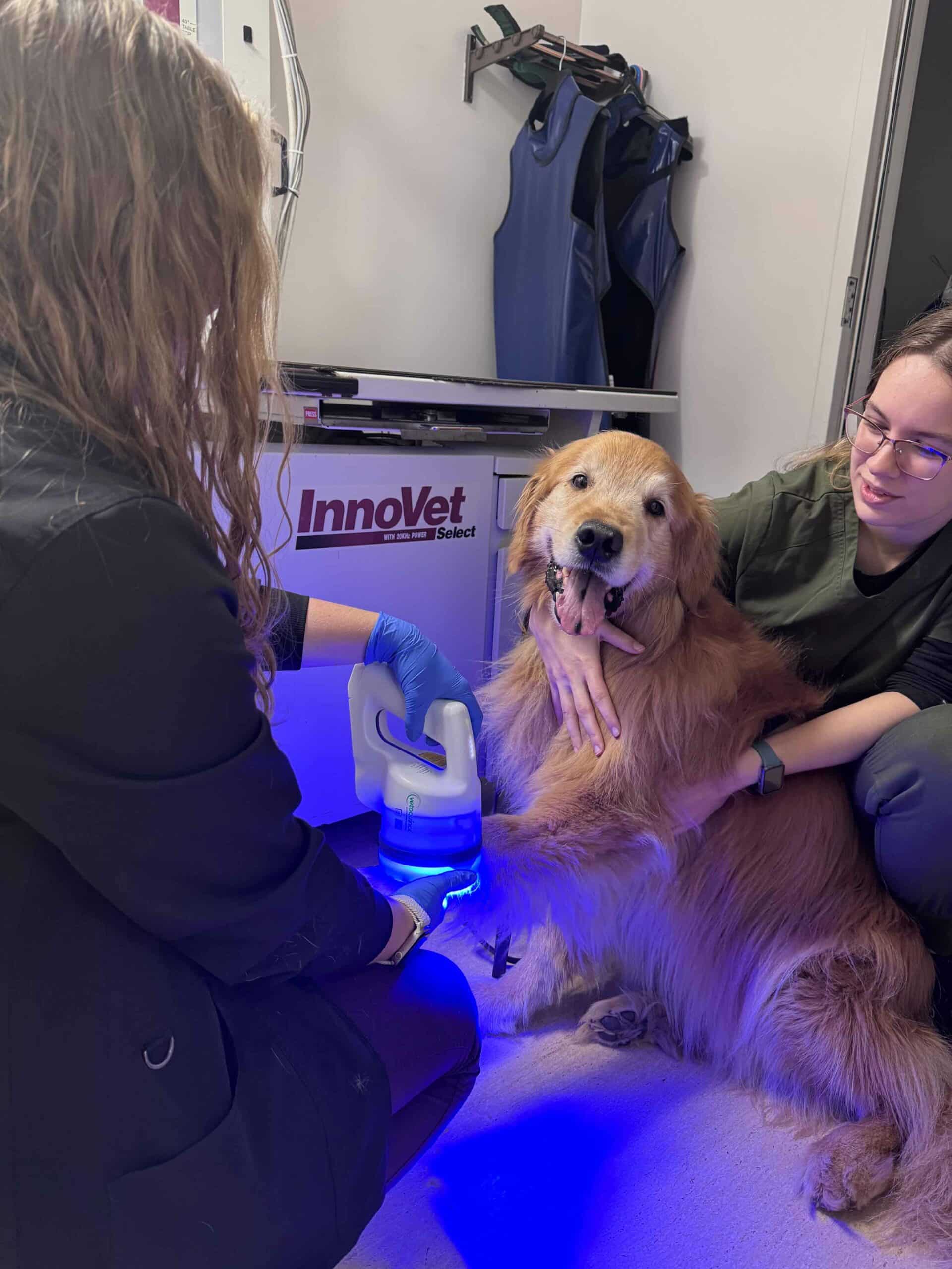 Veterinary Dermatology & Allergy Care for Dogs and Cats in Duluth, MN