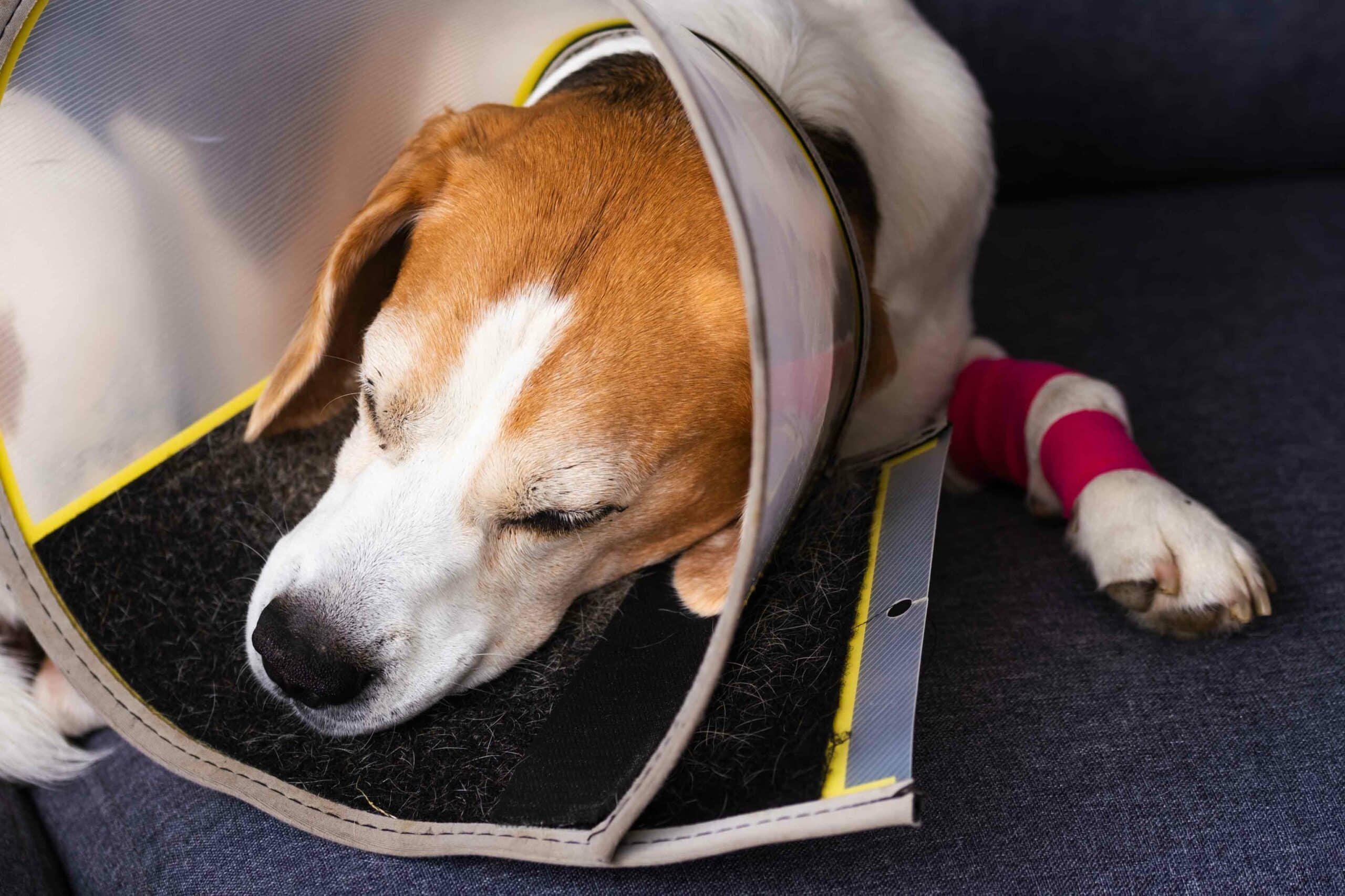 Veterinary Surgery for Dogs & Cats in Duluth MN