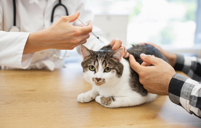 Wellness and Preventive Care